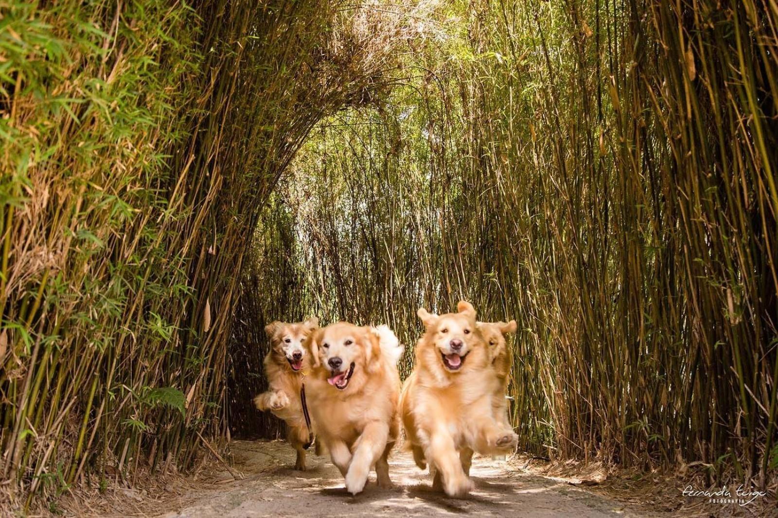 渡假村 Unique Garden 5*